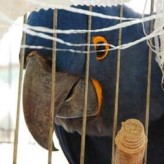 Aves en cautiverio Enfermedades
