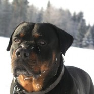 Características del Rottweiler