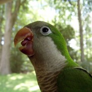 Cómo conseguir un buen loro
