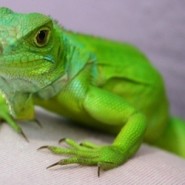 Cómo cuidar una Iguana