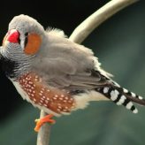 Cómo detectar un Pájaro Enfermo