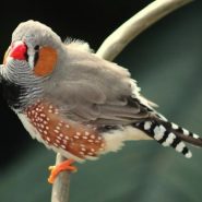 Cómo detectar un Pájaro Enfermo