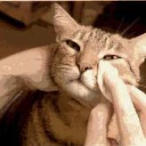 Cómo limpiar los ojos a un Gato