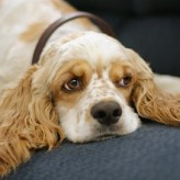 Cómo tratar la Otitis Canina