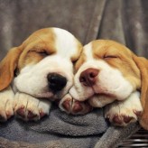 Cuidados del Cachorro en sus primeros días