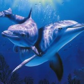 Curiosidades de los Delfines