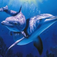Curiosidades de los Delfines