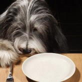 Dieta para Perros con diarrea