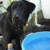 El agua en la vida del perro