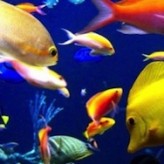 El buen cuidado de los Peces