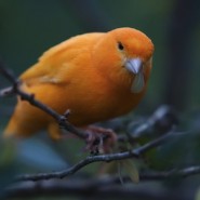 El canto del canario