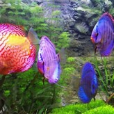 El estrés en los Peces