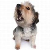 El lenguaje del Cachorro