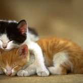El sueño de los Gatos