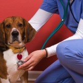 Enfermedades infecciosas en perros