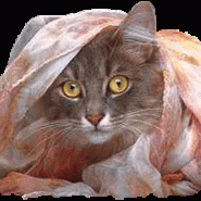 Los Gatos y su Comportamiento
