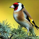 Los Pájaros Cantores