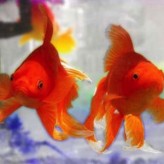 Los cuidados del pez Goldfish