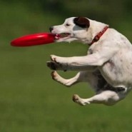 Los perros y el ejercicio