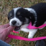 Malos hábitos de los Cachorros