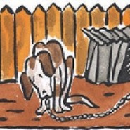 Maltrato animal