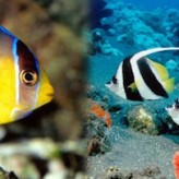 Número de Peces para nuestro Acuario