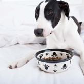 Nutrición en perros