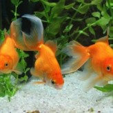 Pautas para alimentar los peces del acuario
