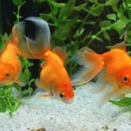 Pautas para alimentar los peces del acuario