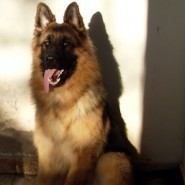 Perro de Pastor Aleman