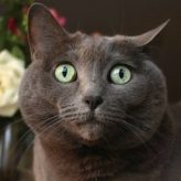 Por qué se estresan los Gatos