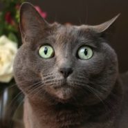 Por qué se estresan los Gatos