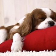 Proteger la salud del perro
