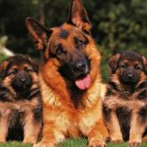 Razas de Perro Policía
