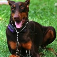 Salud y cuidados del Doberman