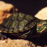 Tortugas Acuáticas