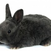 Tratamiento para Conejos con Pulgas