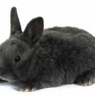 Tratamiento para Conejos con Pulgas