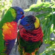 Alimento para aves