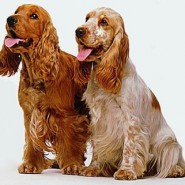 Cocker Spaniel