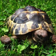 Cuidados de la tortuga de Tierra
