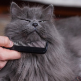 Cuidados del Pelo del Gato