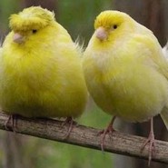 Cuidados del Canario
