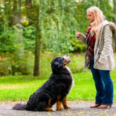Educación Canina para Principiantes