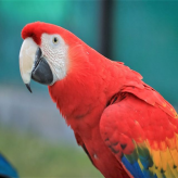 El Guacamayo Parlanchín