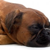 El Moquillo en el Perro y sus cuidados