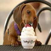 El yogurt y los beneficios para tu Perro