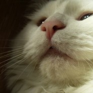 Enfermedades en Gatos