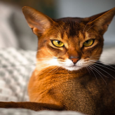 Gato Abisinio carácter y comportamiento