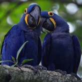 La depresión en las Aves